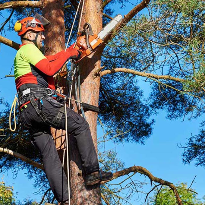 American Tree Trimmers LLC Tree Expert